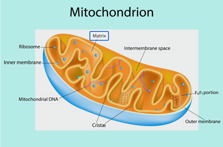 The Invisible Drain: Why Your Microbiome Health Depends on This “Master Molecule”